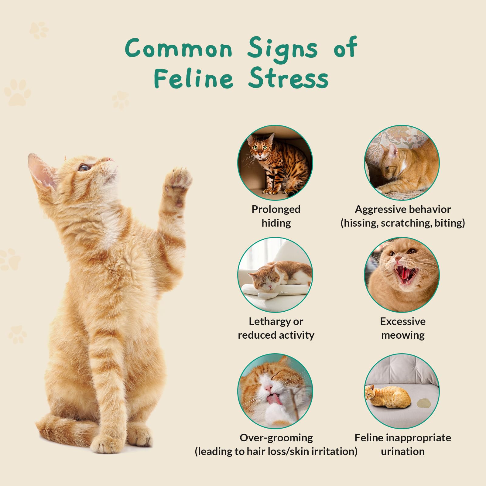 Pawith 24-hour calming patch provides sustained support through outings.
