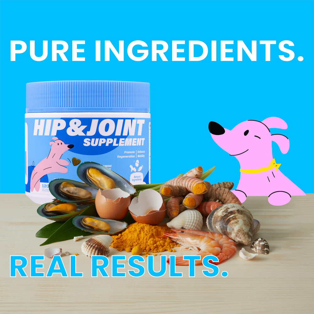 PAWIZON Hip and Joint Chews being offered as a tasty daily treat for dogs.