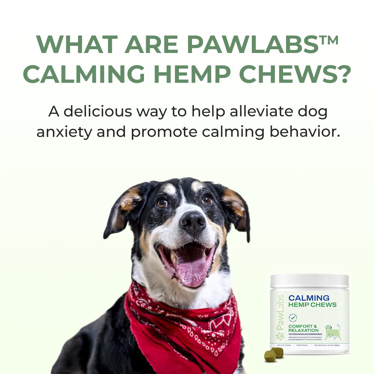 Dog relaxing on a couch after taking PawLabs calming chews.