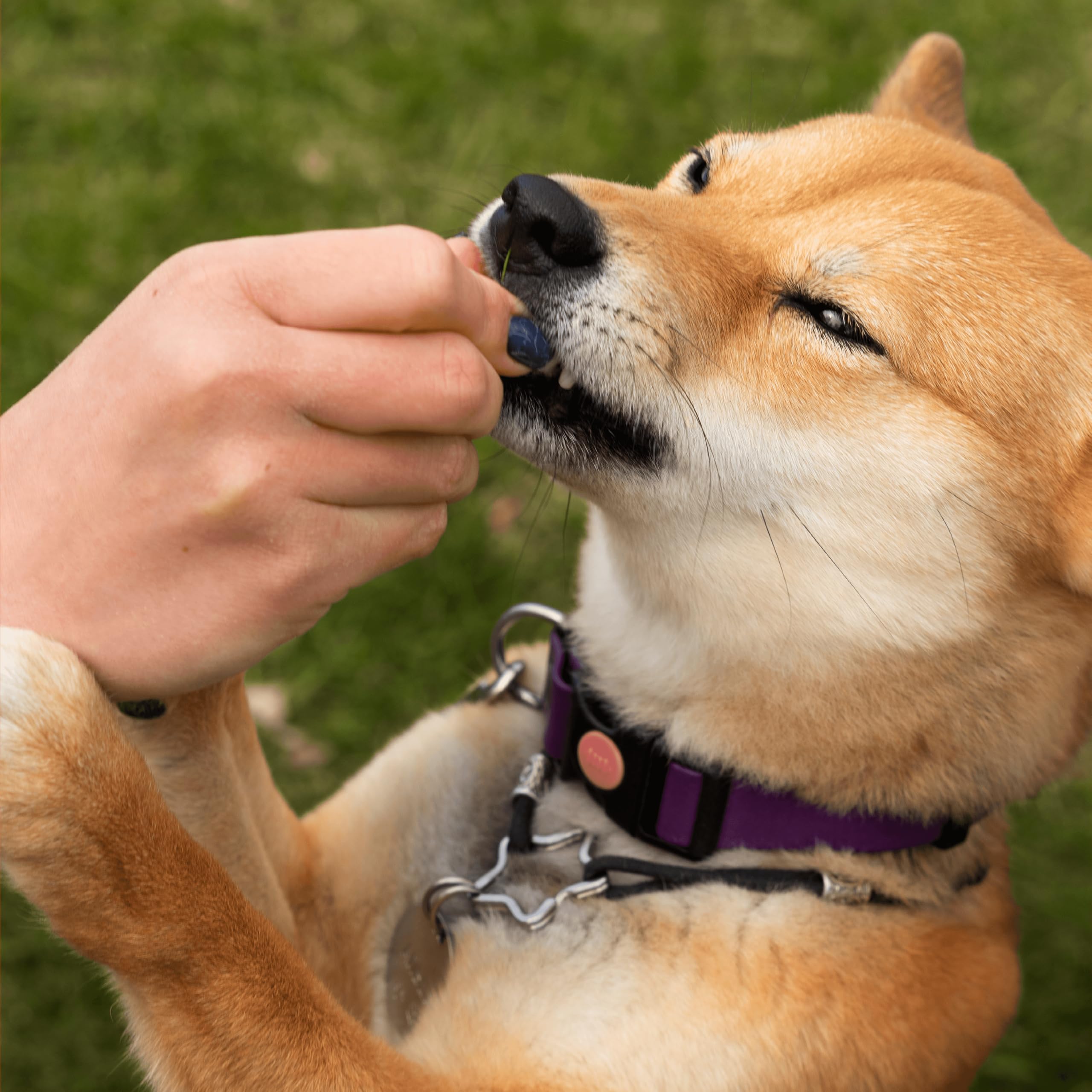 Pawlabs G-Max bottle showing 60 chews for long-term joint care.