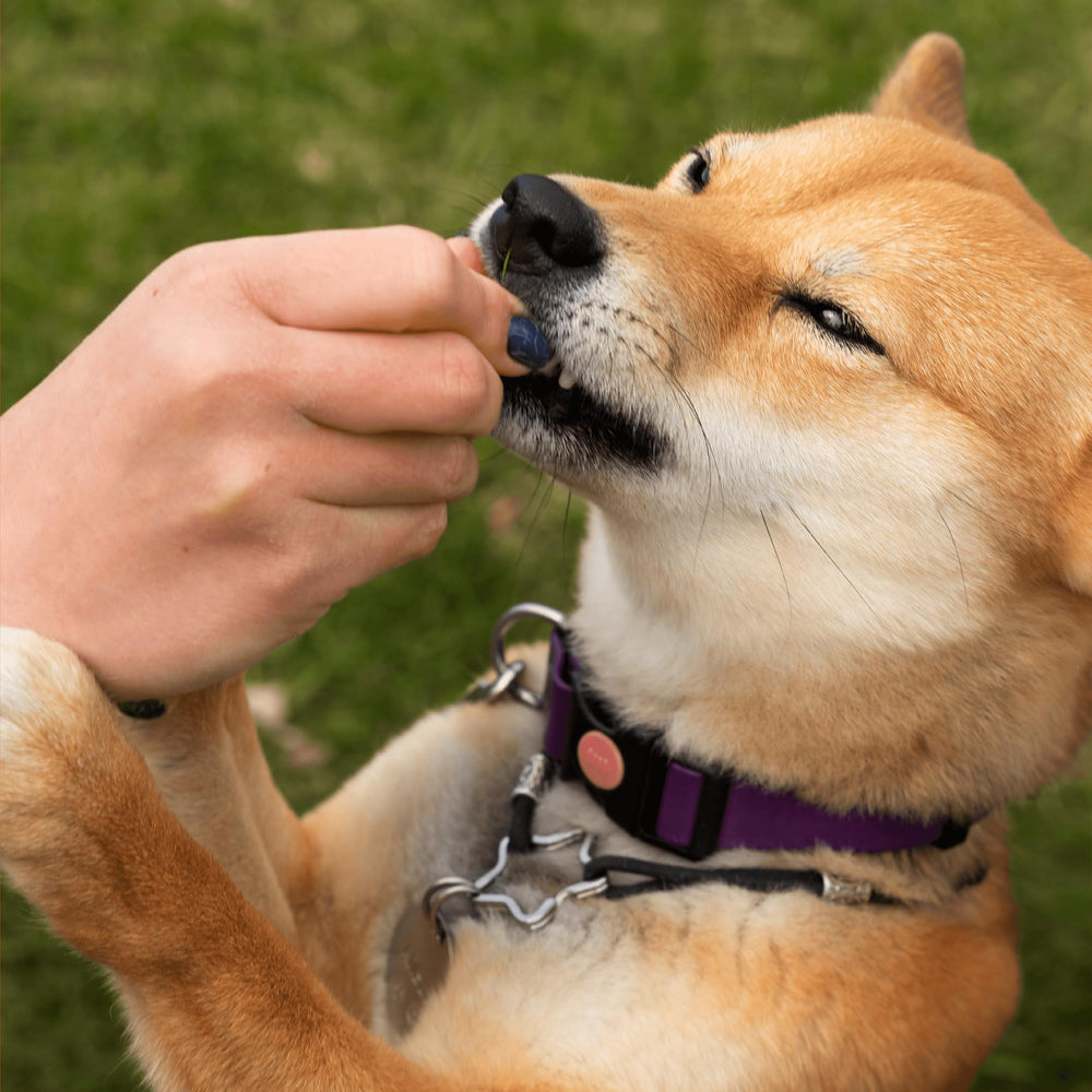 Pawlabs G-Max bottle showing 60 chews for long-term joint care.