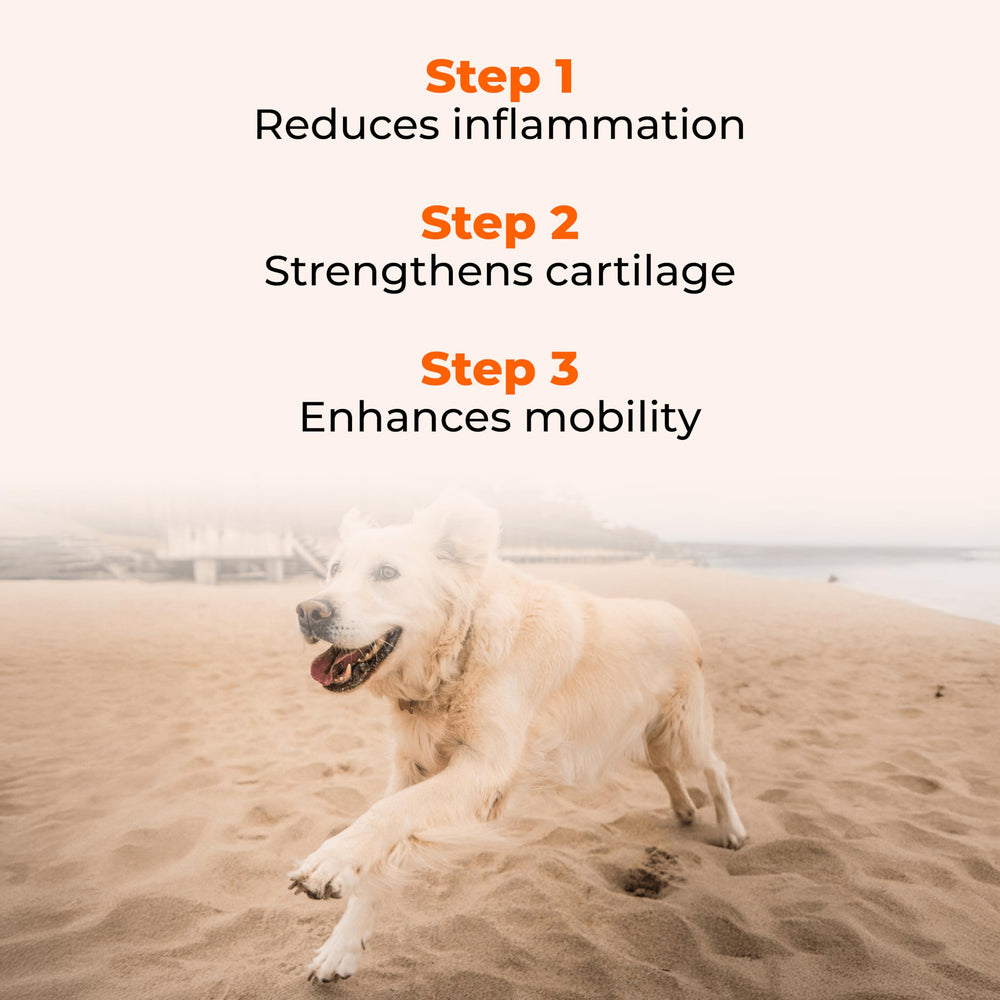 Ingredient panel on Pawlabs G-Max packaging featuring glucosamine, chondroitin, and MSM.