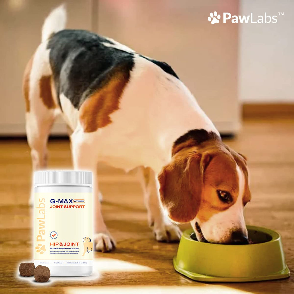 Pawlabs G-Max dog-walk image portraying active movement with joint support