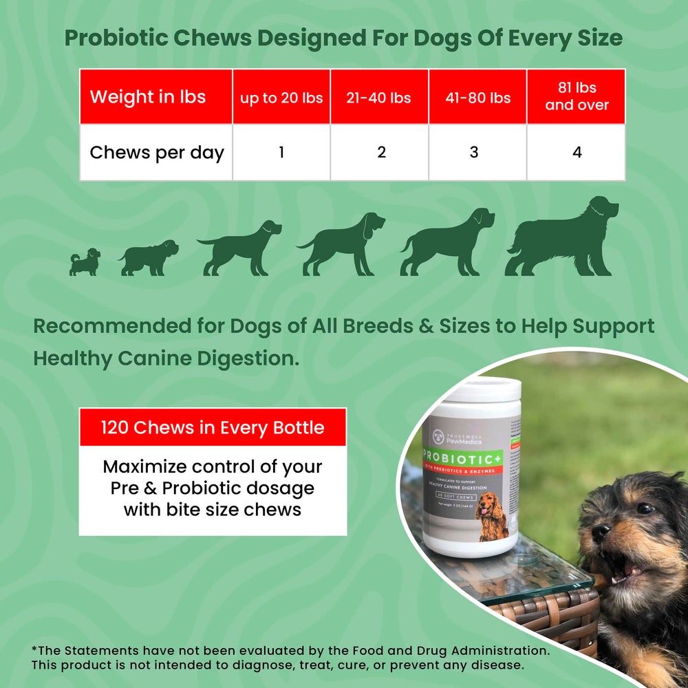 PawMedica dog eating chew demonstrates palatable daily support
