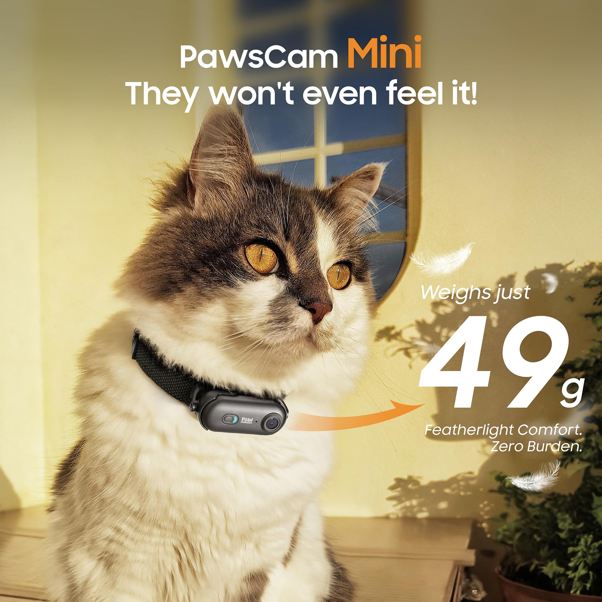 PAWPAWSEN app live view screen for remote filming