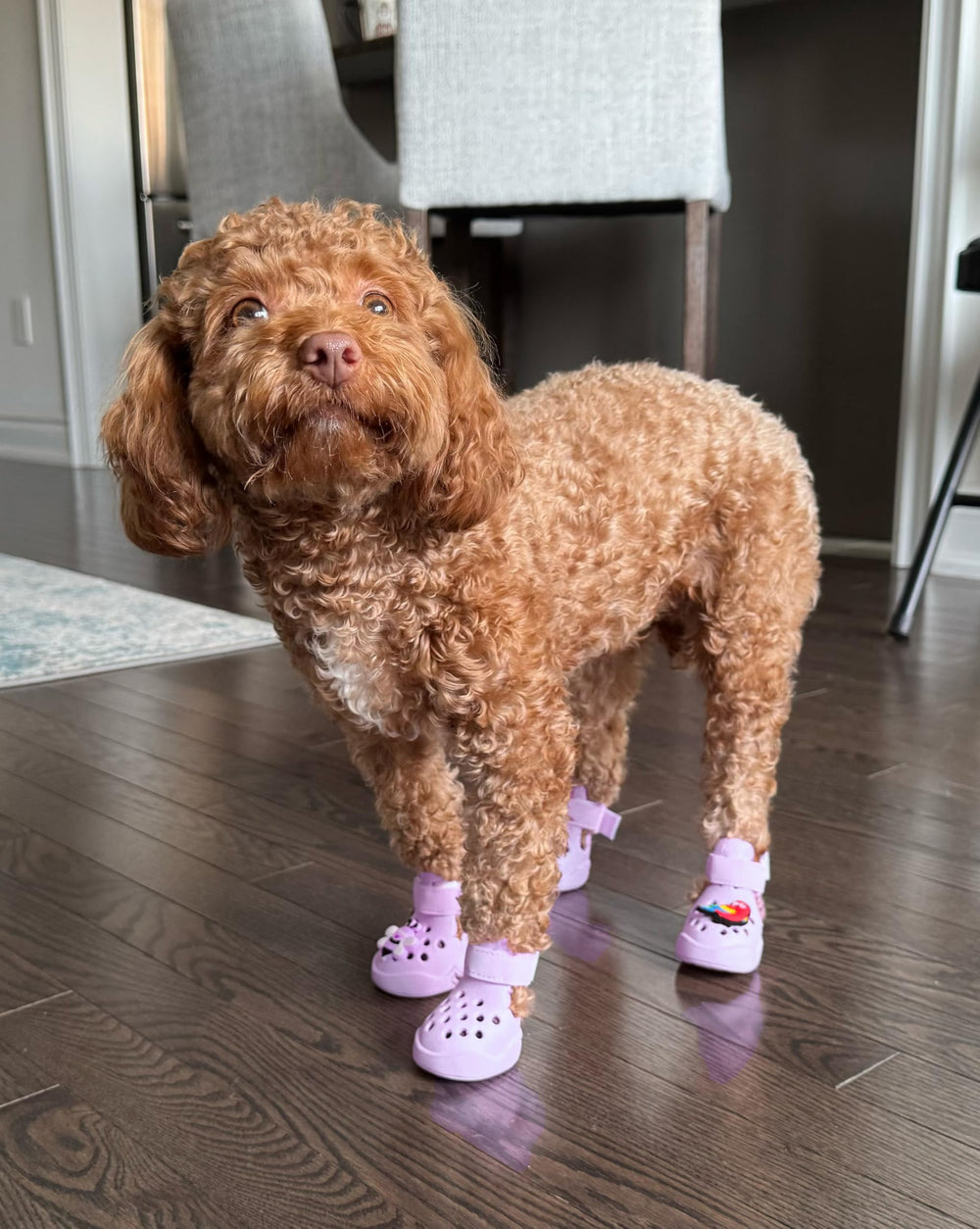 PawPosh dog shoes adjustable strap enable easy on-and-off