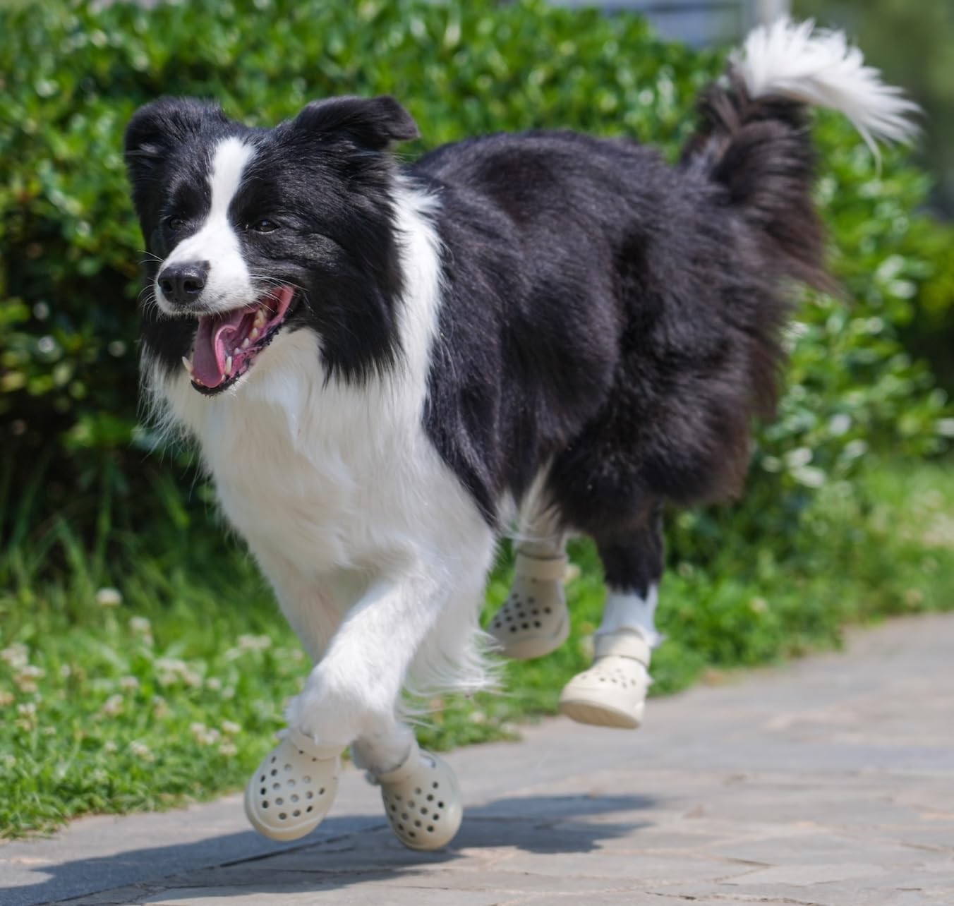 PawPosh dog shoes measure-paw guide helps sizing for a snug, comfortable fit.