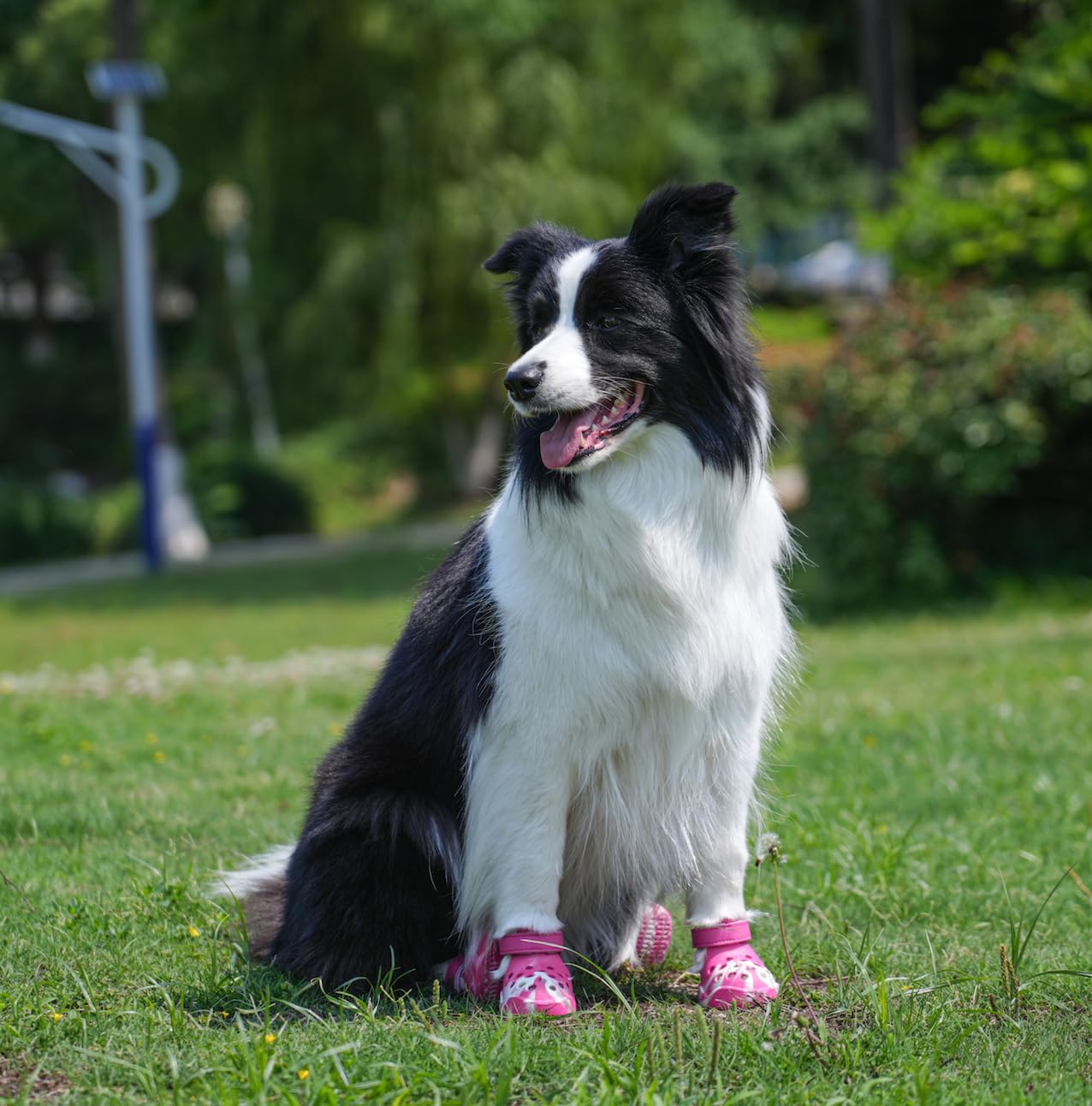 PawPosh measure paw while standing for accurate size selection.