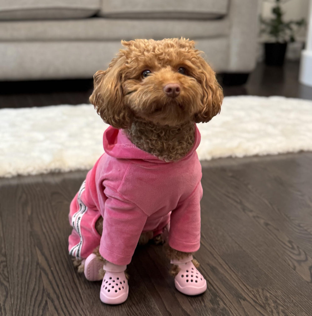 PawPosh small size fit designed for small breeds and puppies.