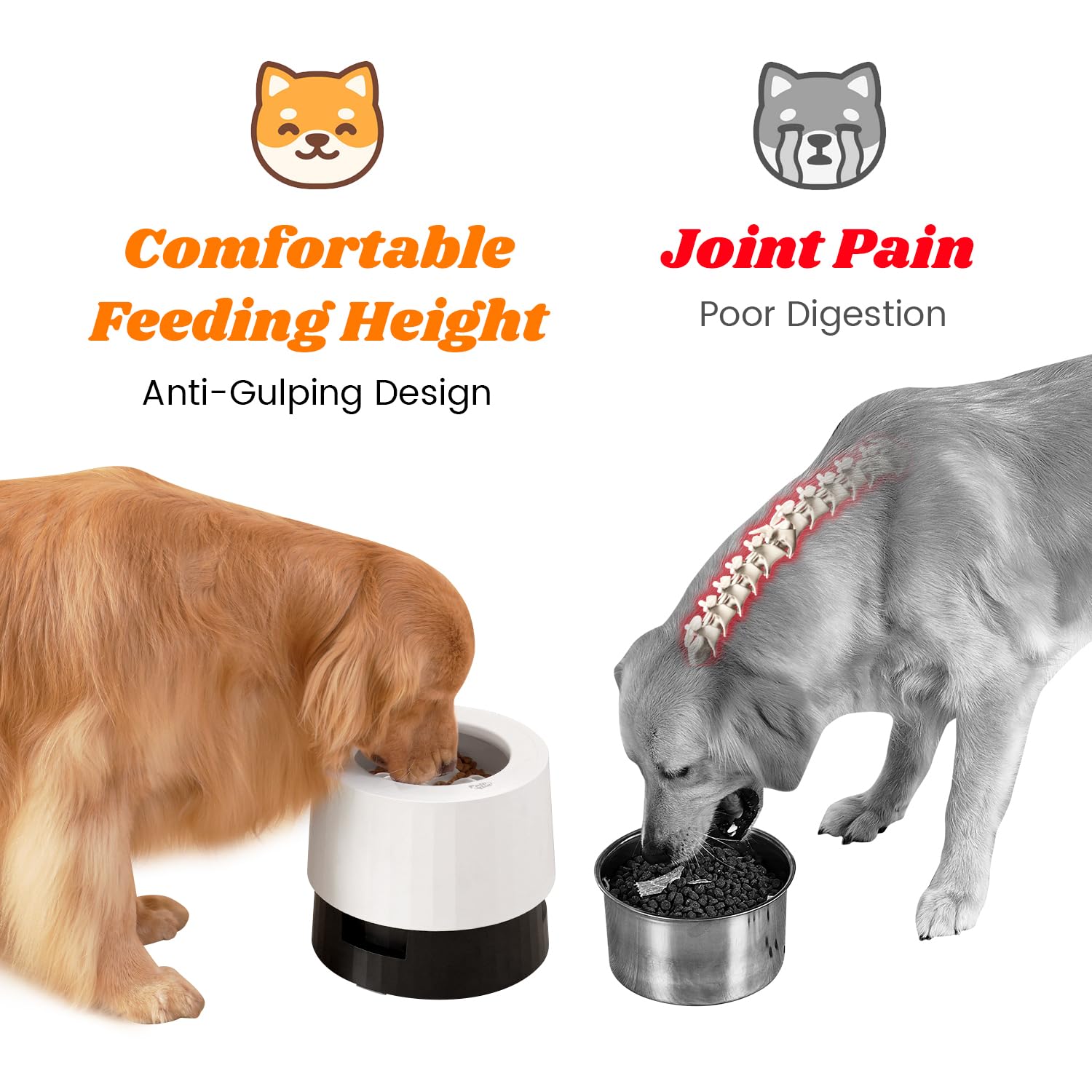 Pawque elevated 60oz spill-proof ring keeps the feeding area tidy.