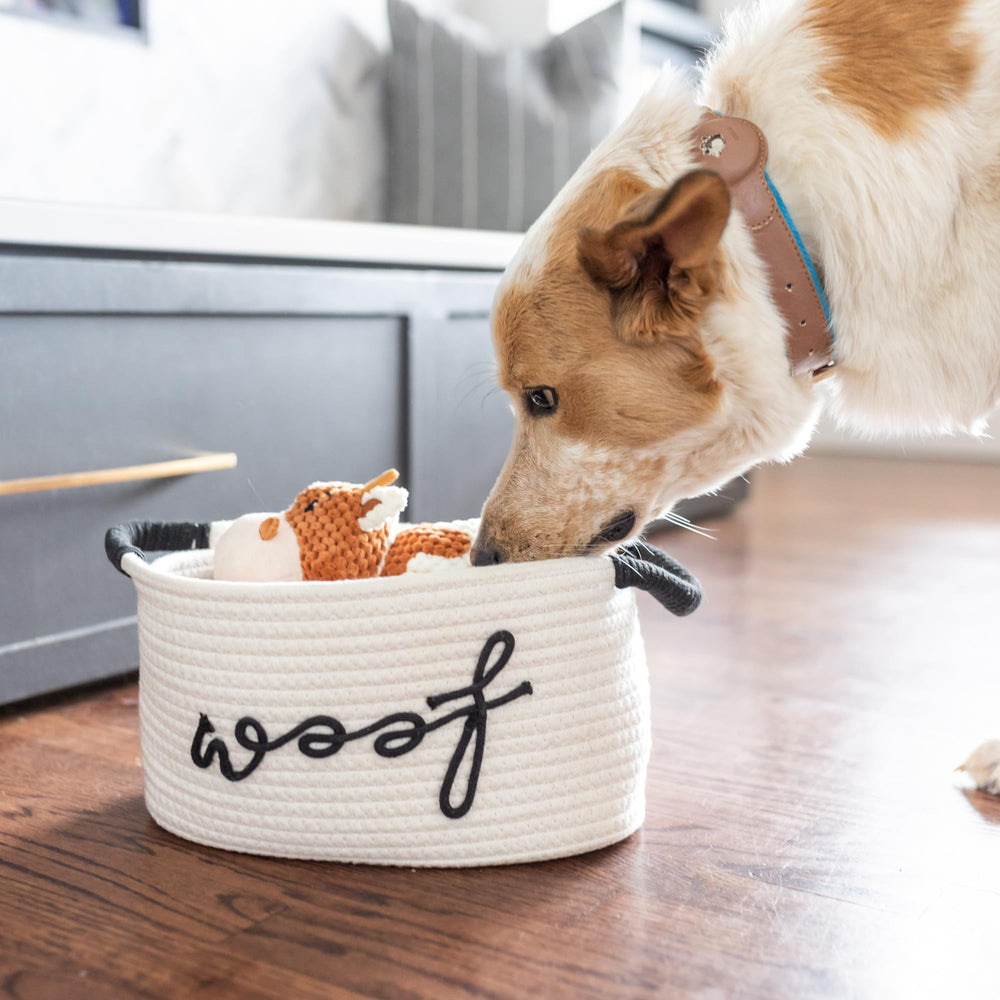 Paws For Reaction circle dog rope toy — durable chewing activity for puppies.