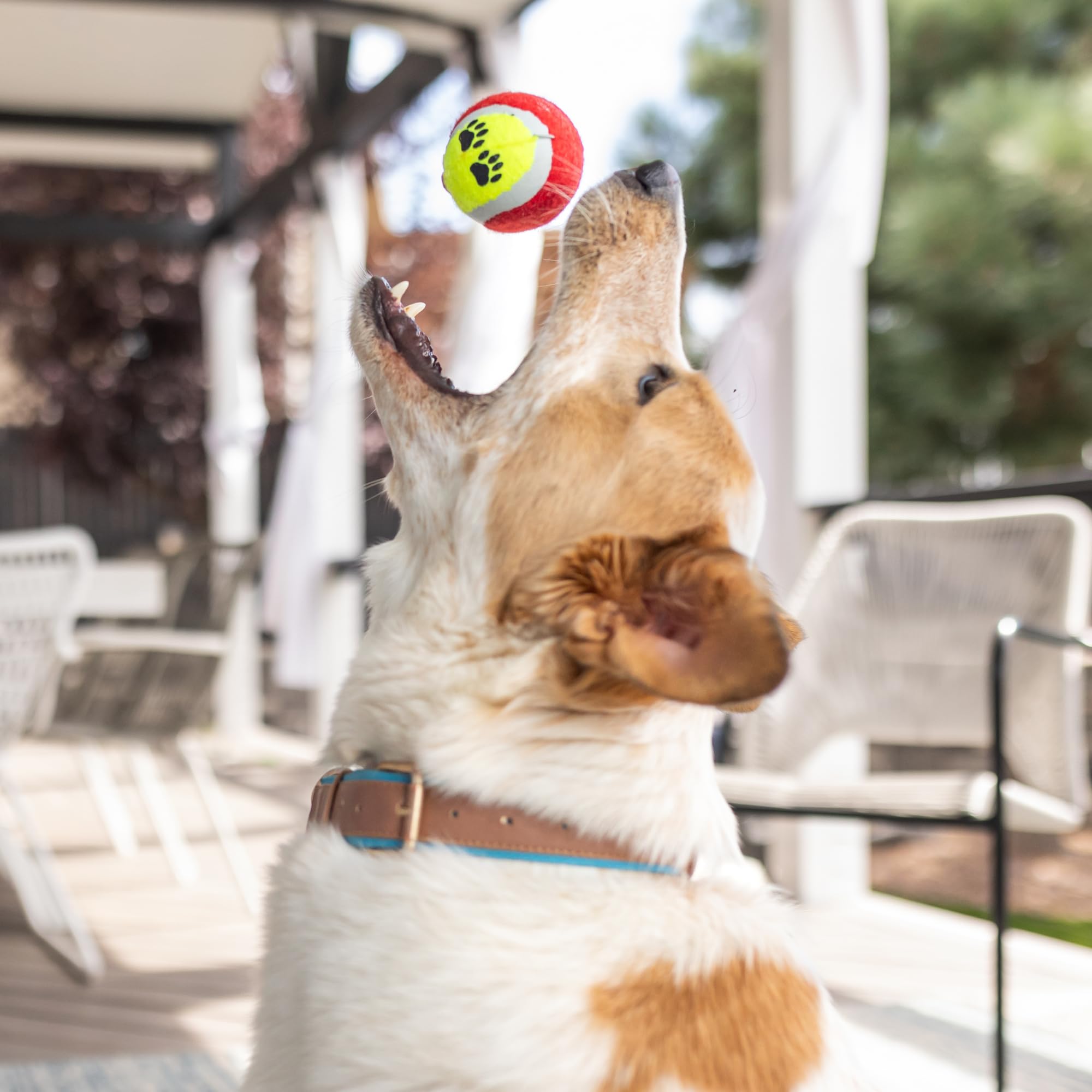 Paws For Reaction homemade dog treat recipes card — inspires healthy, tasty DIY snacks.