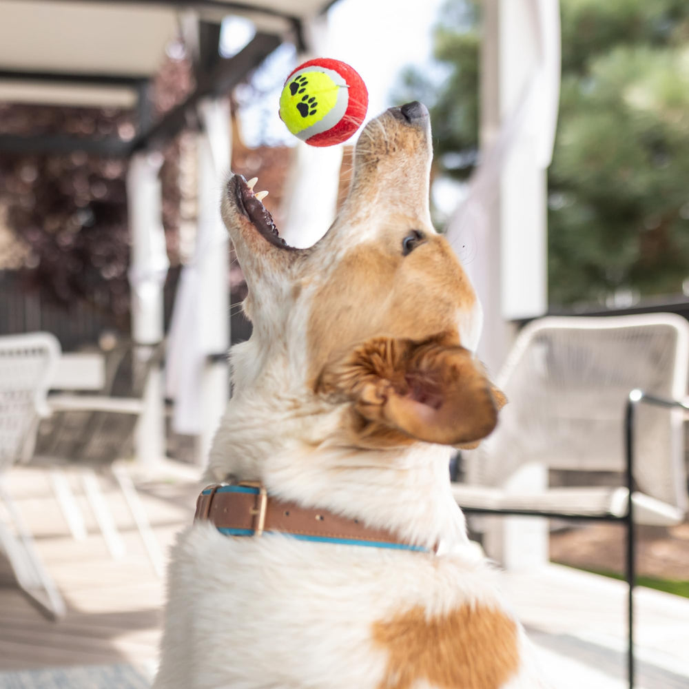 Paws For Reaction homemade dog treat recipes card — inspires healthy, tasty DIY snacks.