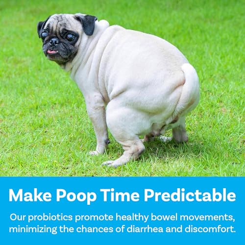 PawSafe probiotics on kitchen scene illustrating digestive wellness after meals.