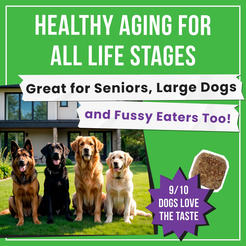 Pawsential dog running on field shows active lifestyle with ongoing joint support