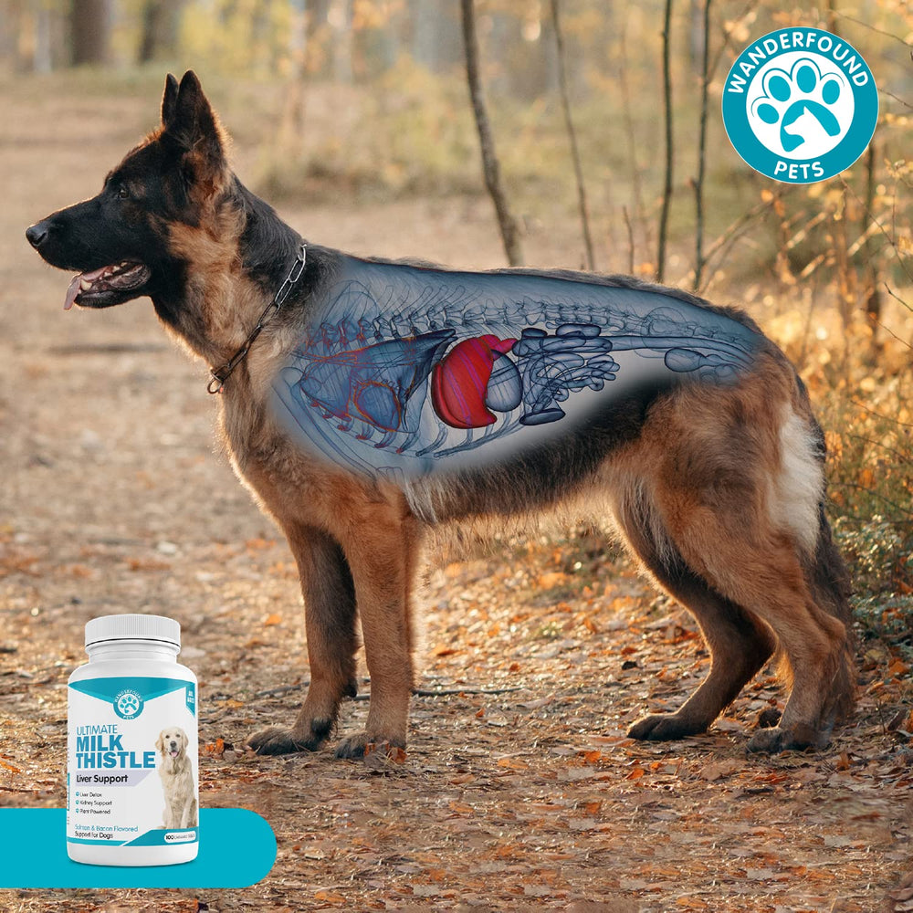 Pawsitive Wanderfound pet owner care scene conveys trust and wellness support