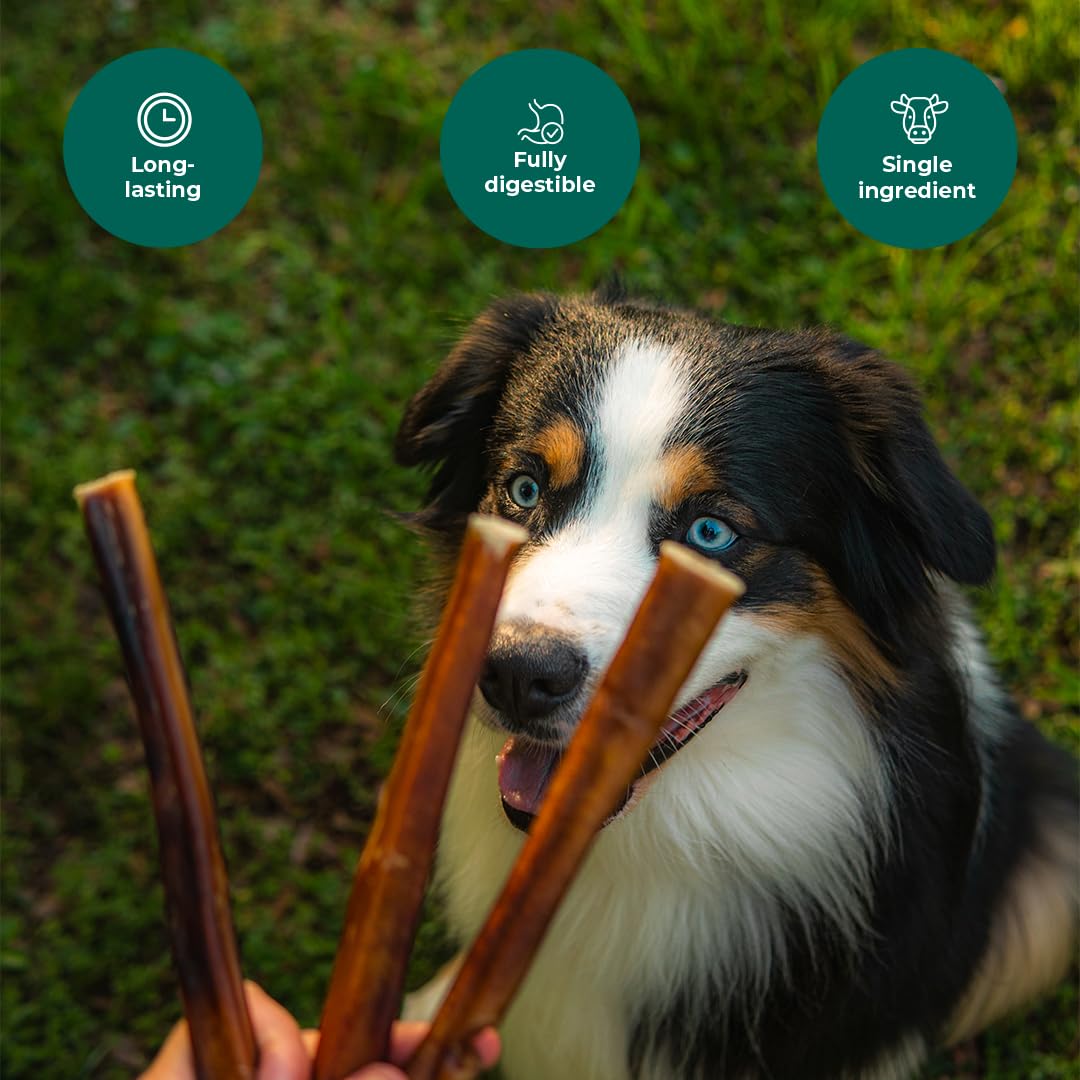 Pawsome Ranch bully sticks 12in pack medium-large-dogs ready for shared chew sessions
