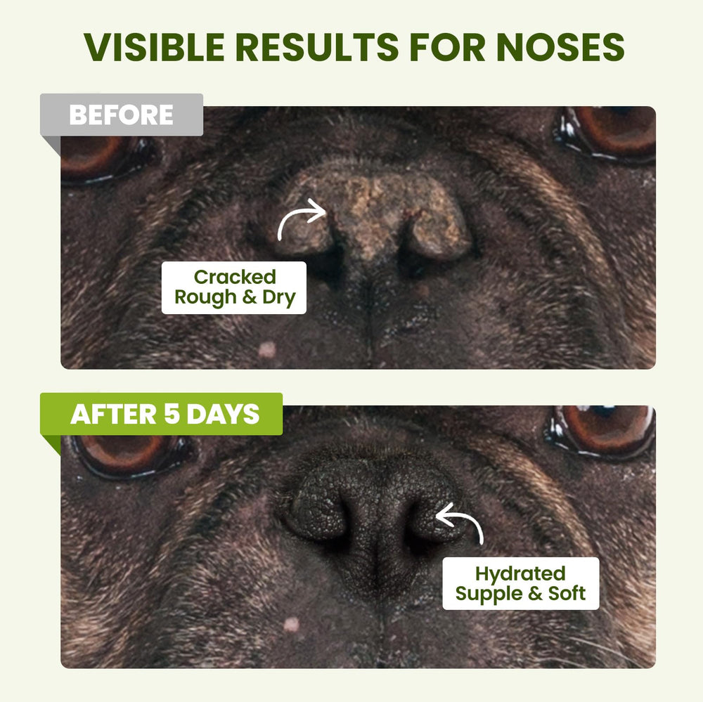 PawSono winter paw care scene demonstrating year-round protection.