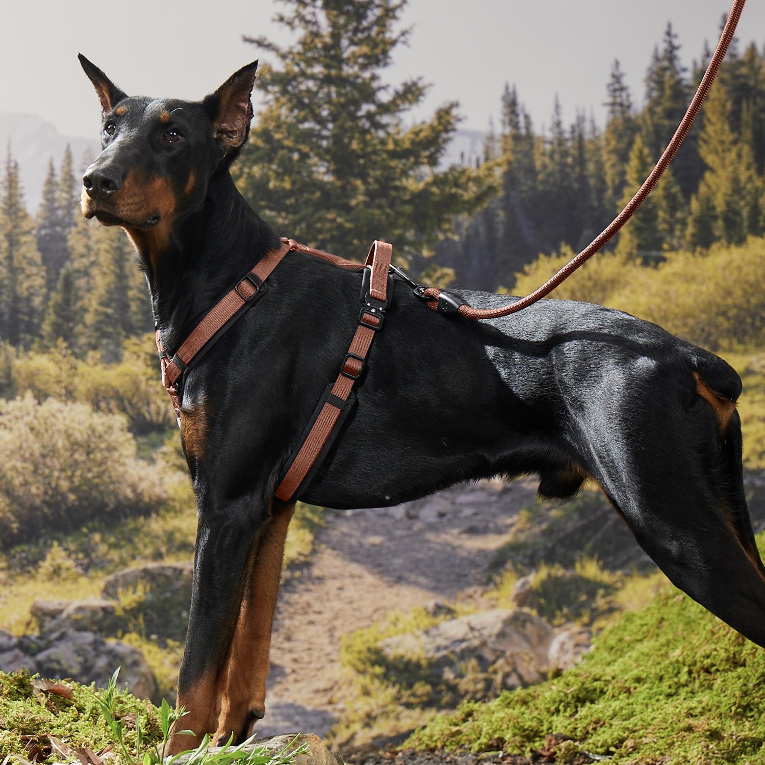 PAWS PASSION canyon-red leash high-visibility style for everyday adventures