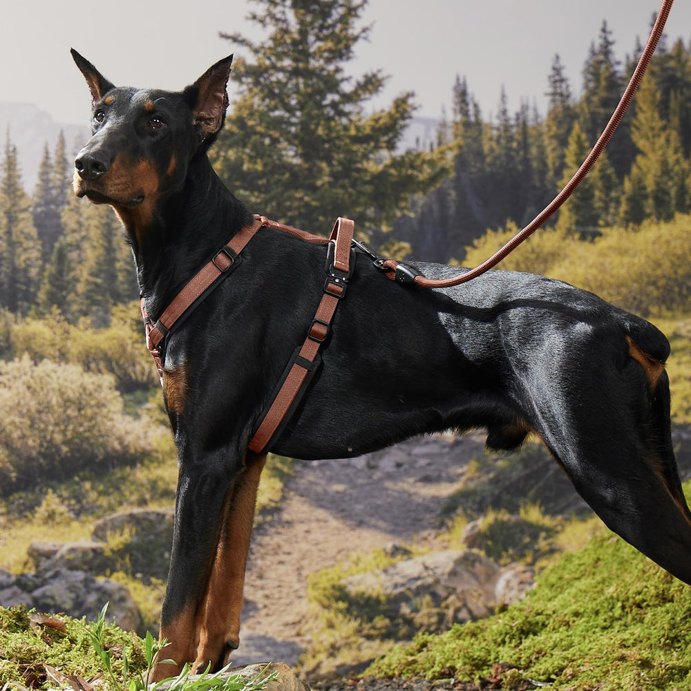 PAWS PASSION canyon-red leash high-visibility style for everyday adventures