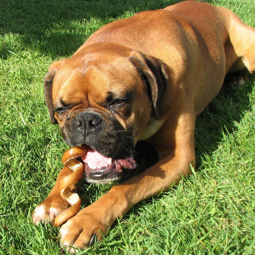 Pawstruck bully stick springs dental care visuals suggest plaque tartar management potential