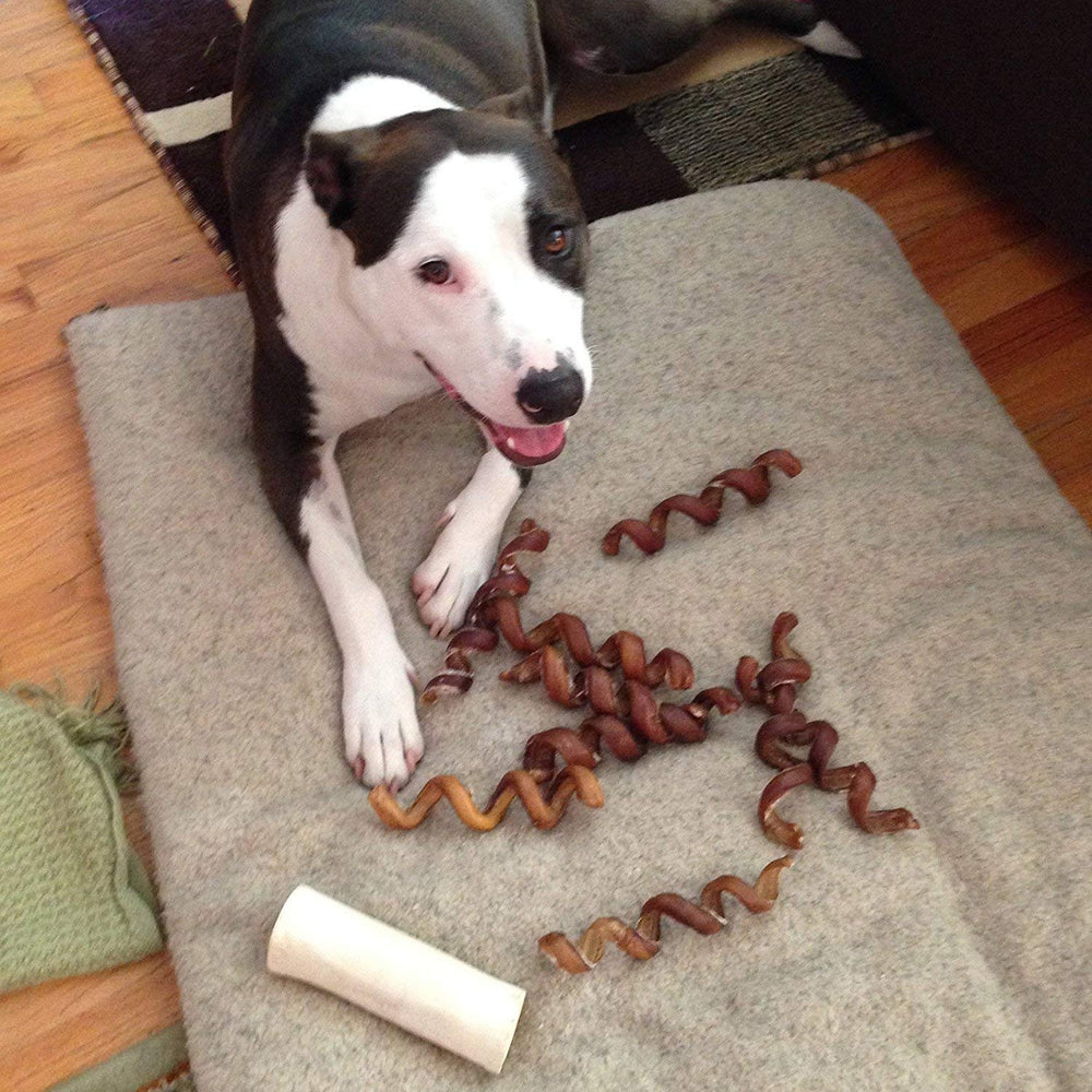 Pawstruck bully stick springs textured surface indicates long lasting chew