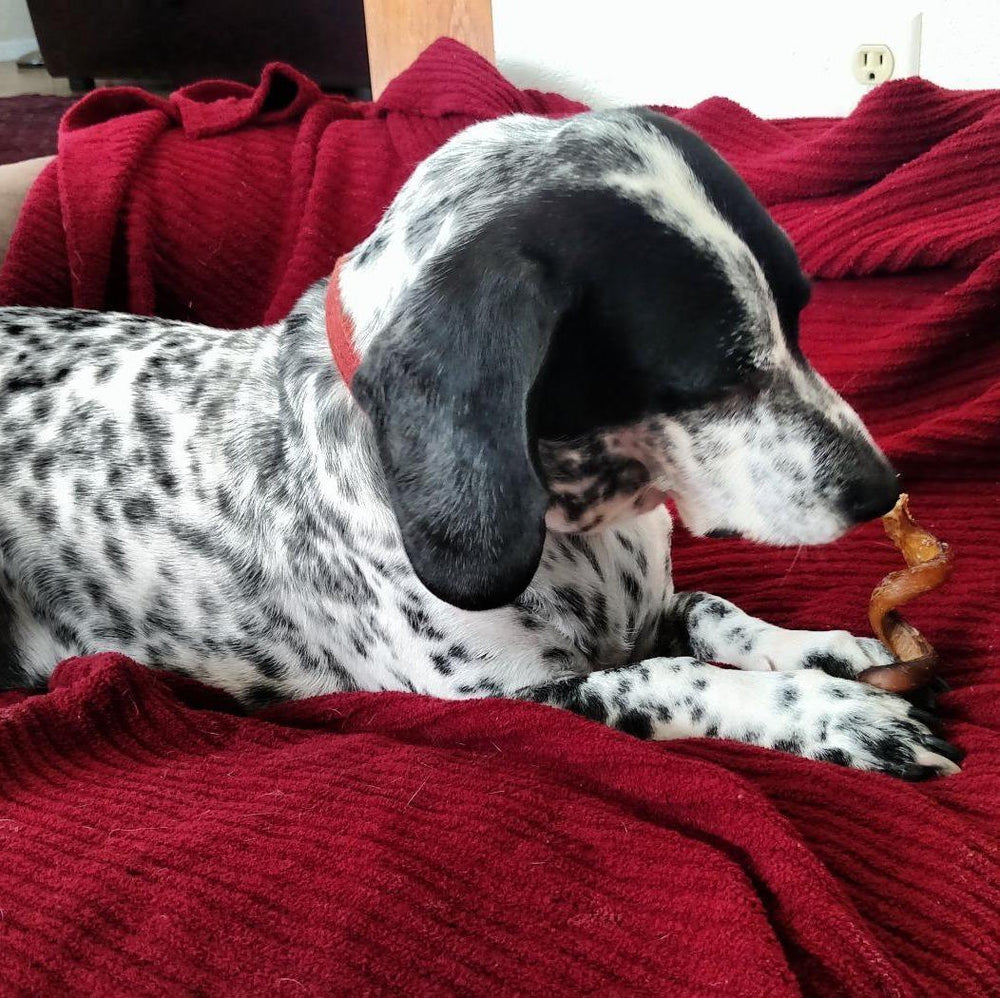 Pawstruck chew action gently massaging gums for dental support.