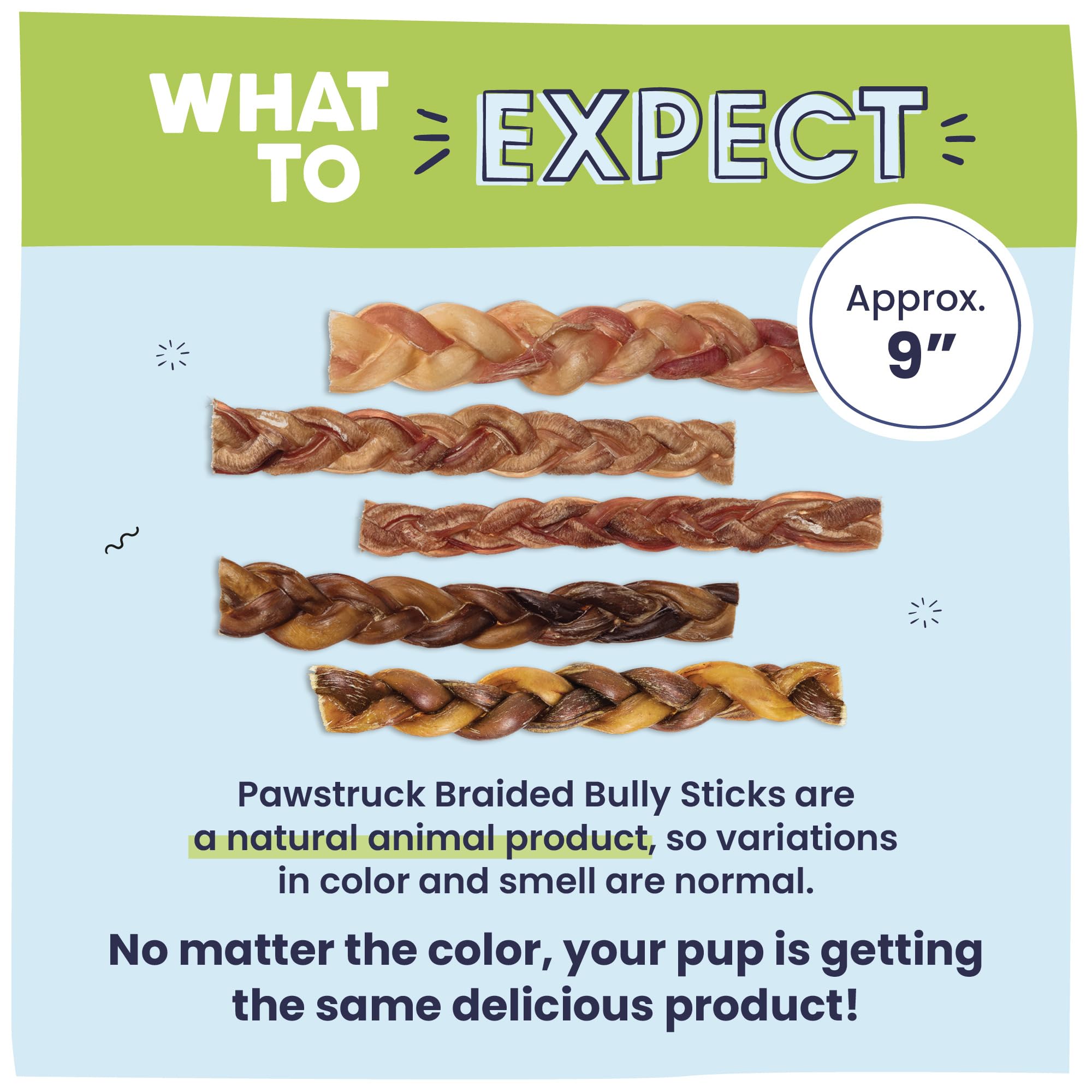 Pawstruck Natural 9-inch braided bully sticks in action for aggressive chewers.
