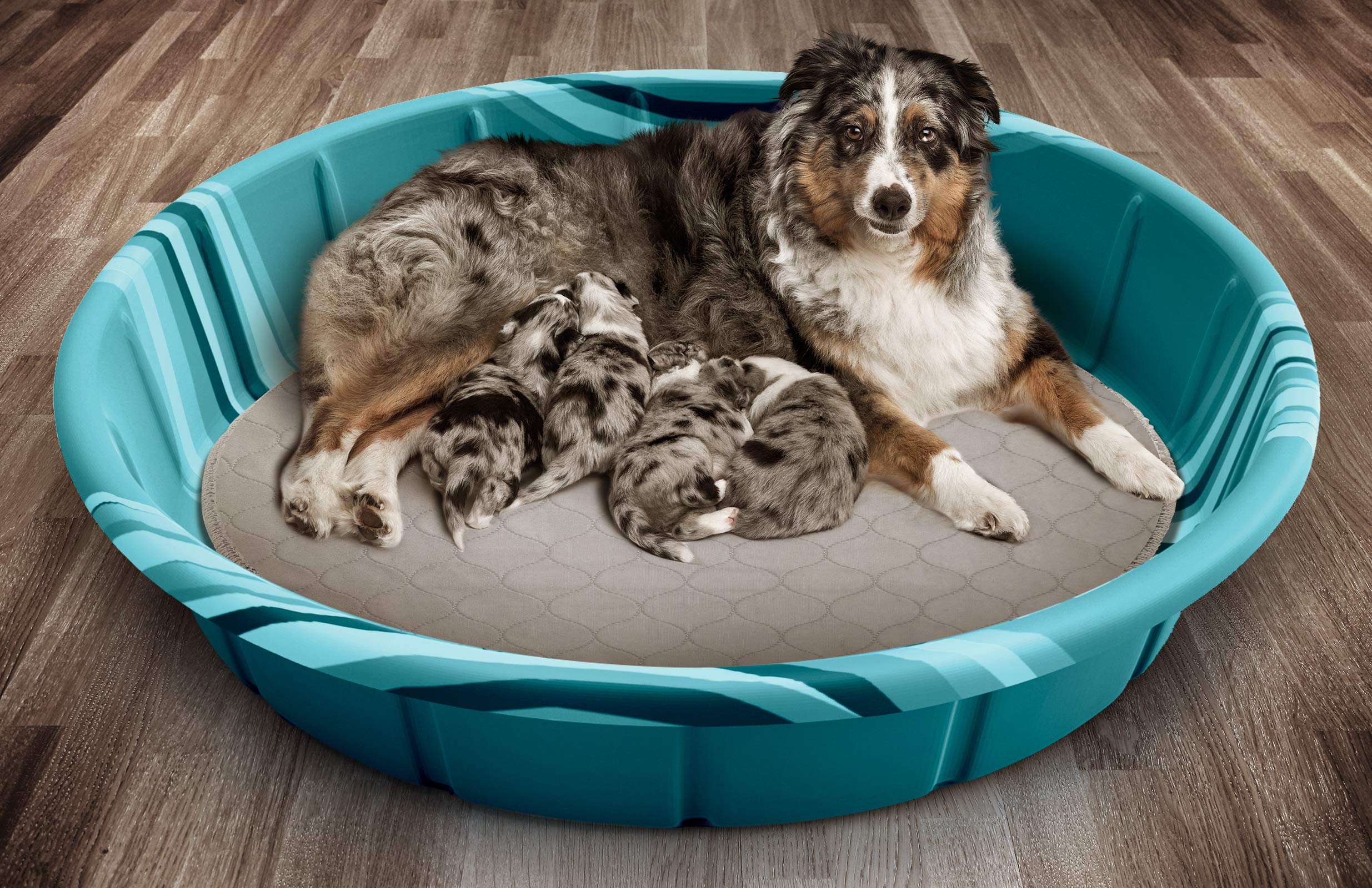 Pet Parents Pawtect Pads StickyPaw backing keeps pads securely in place.