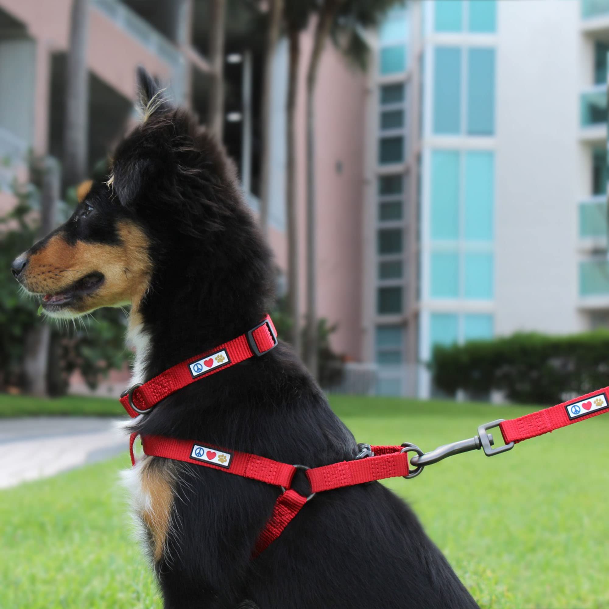 Pawtitas arnés ajustable para perros de distintas tallas.