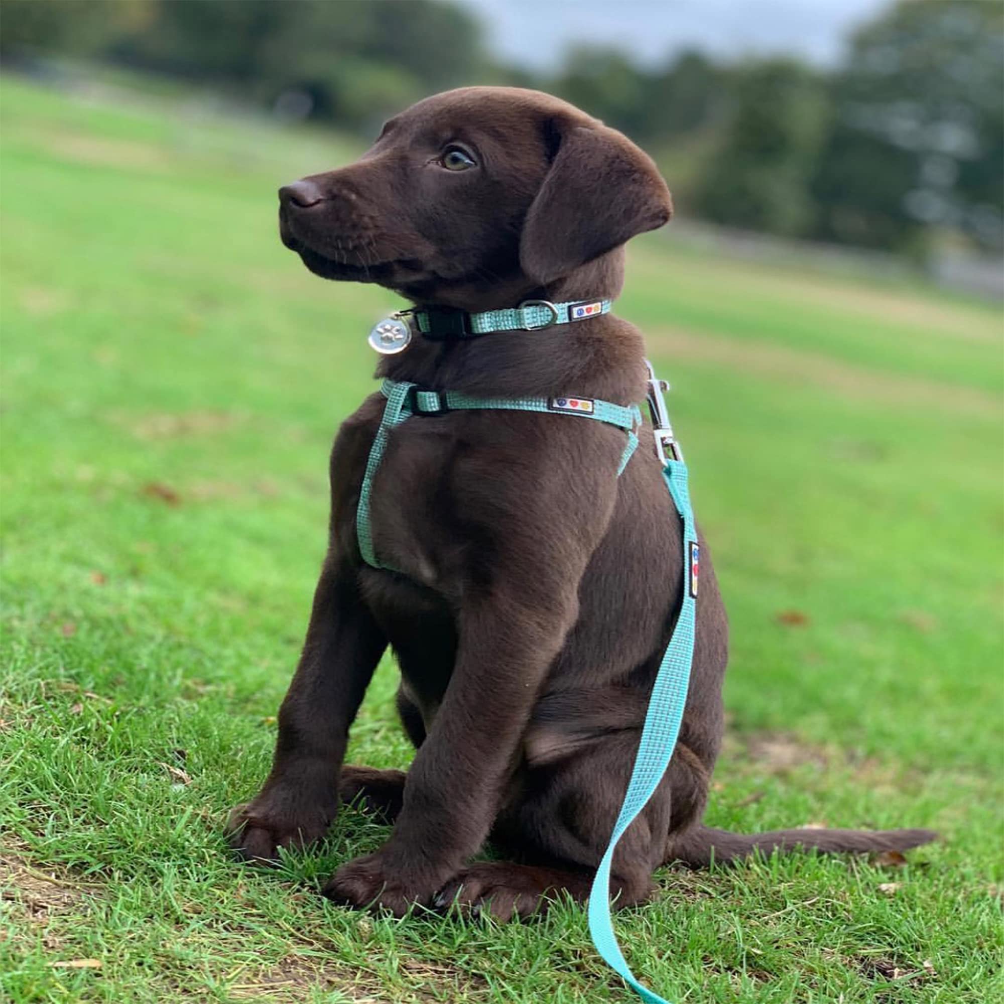 Pawtitas easy walk no-pull harness eases control during training.