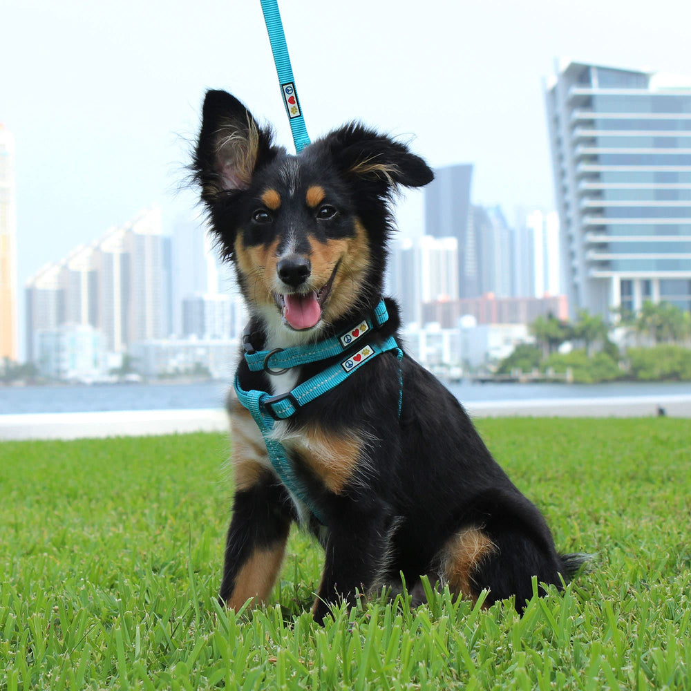Pawtitas Green Dog Leash shows durable rip-stop nylon construction for long-lasting daily use.
