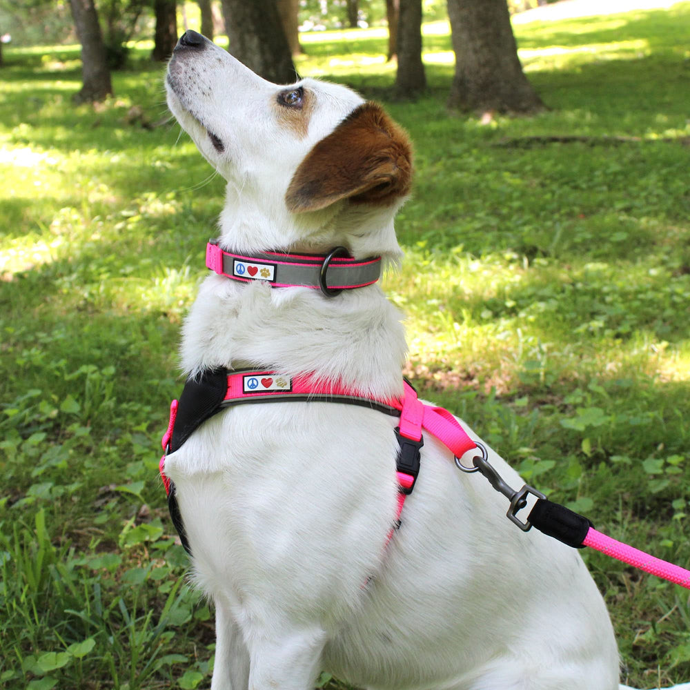 Pawtitas Lumberjack padded martingale collar small red interior padding reduces neck irritation during wear