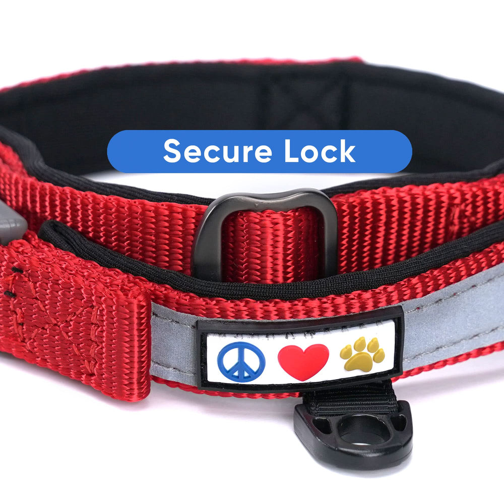 Pawtitas Lumberjack martingale collar on a small dog offers improved training control