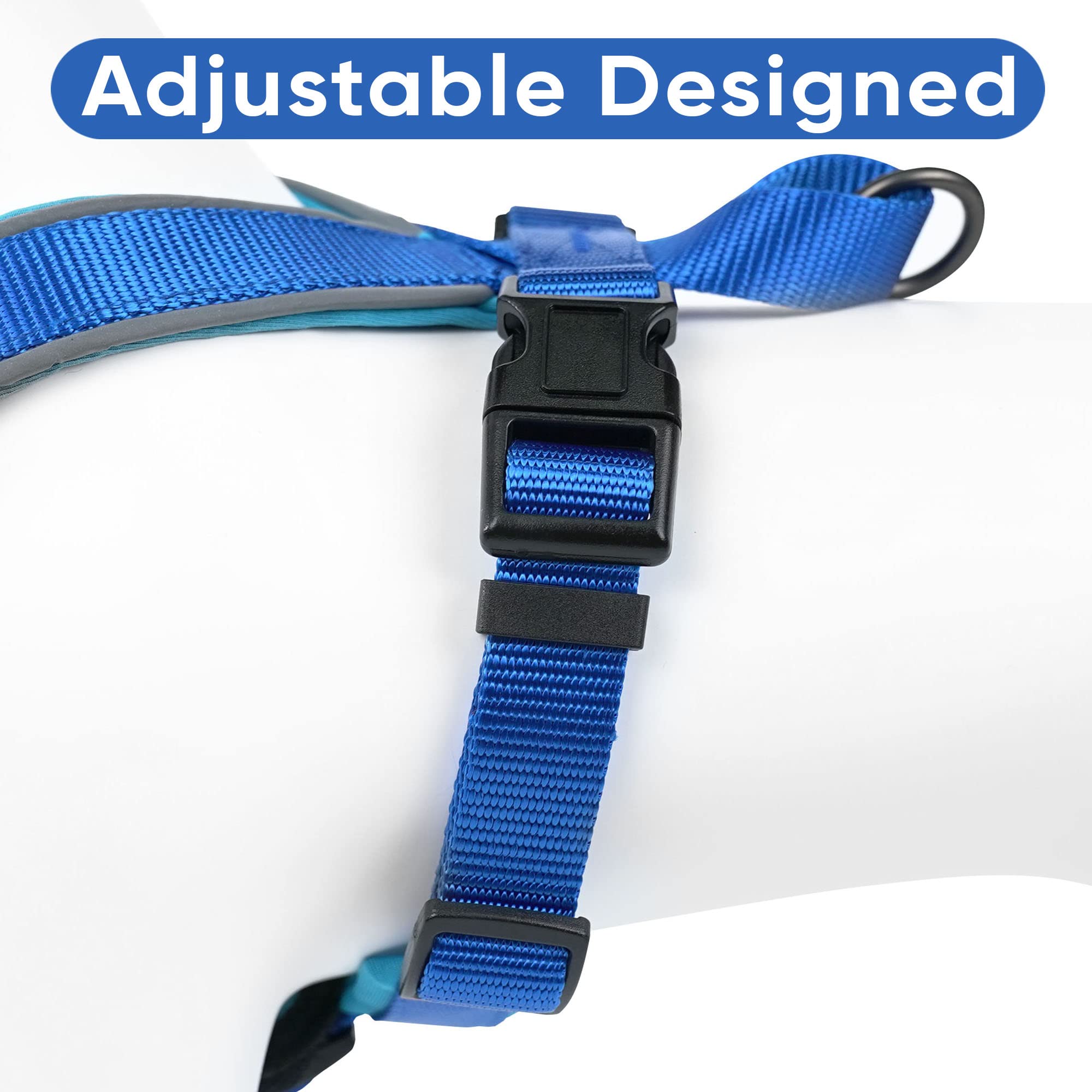 Pawtitas matching leash in blue paired with harness