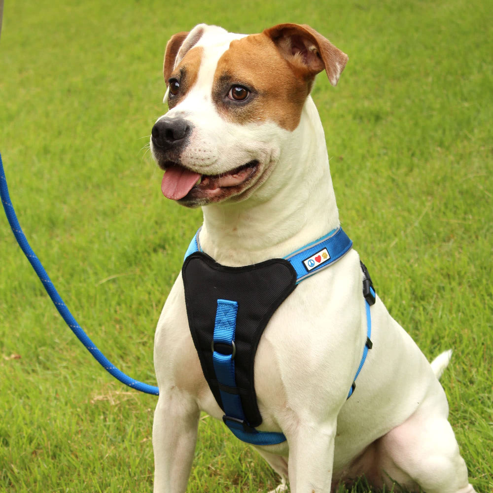 Pawtitas orange dog leash ready for outdoor training.