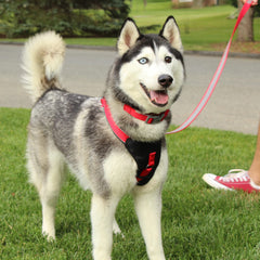 Pawtitas padded harness closeup showing soft padding for comfort