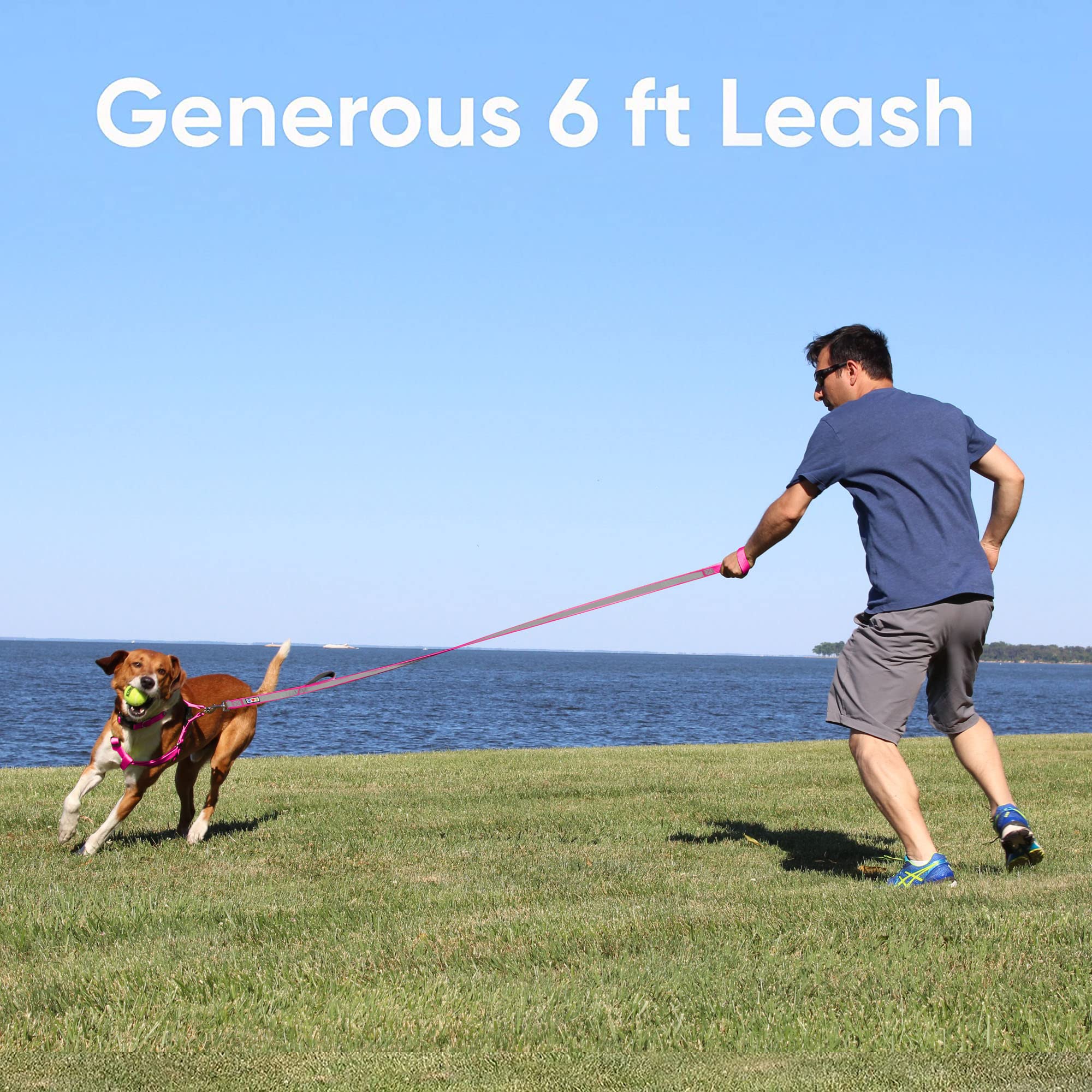 Pawtitas leash with reflective strip for safer night visibility.
