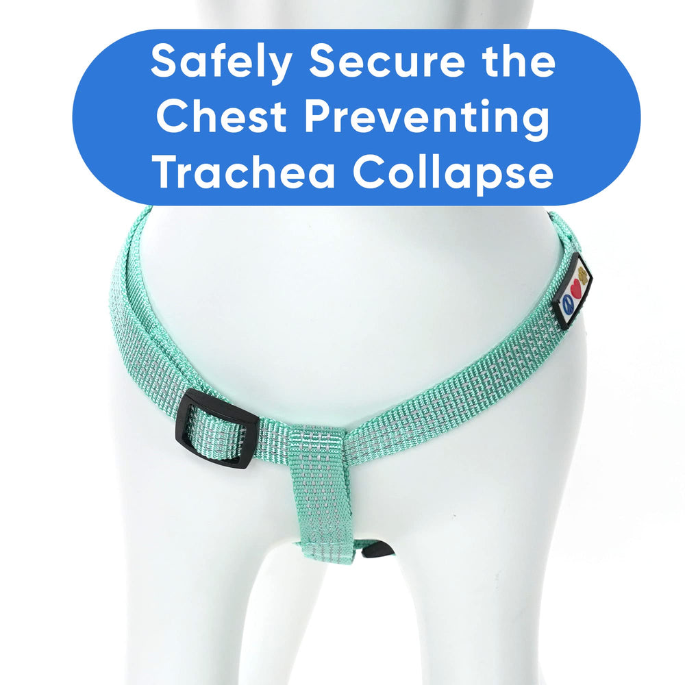 Pawtitas Reflective Step-in Dog Harness teal on small dogs ensures gentle control and comfort.