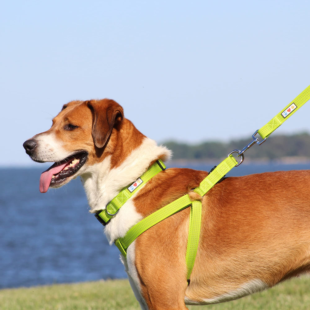 Pawtitas Reflective Step-in Harness supports seniors on daily strolls