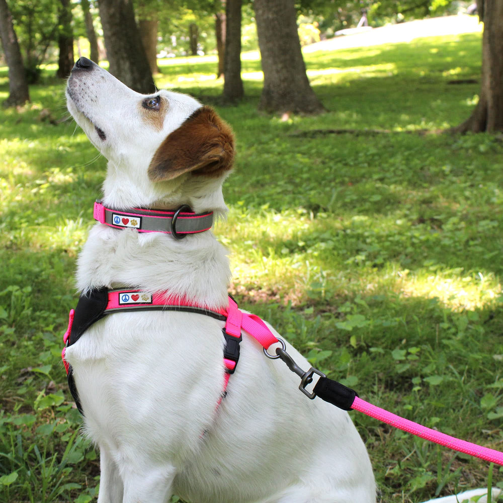 Pawtitas single-piece rip-stop nylon leash for strength.