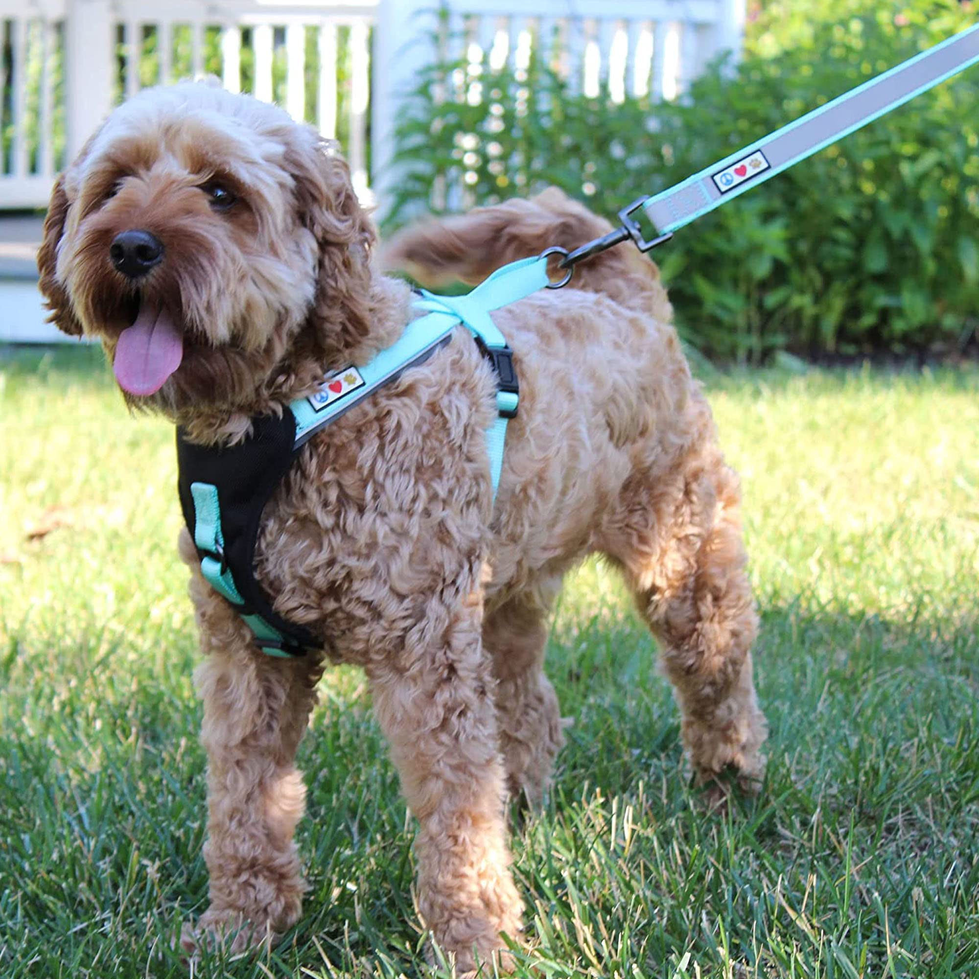Pawtitas leash suitable for small dogs and puppies at home or on walks.