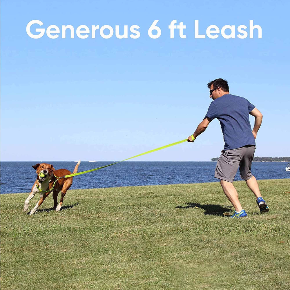 Pawtitas solid 6ft red dog leash nylon weave highlights durability