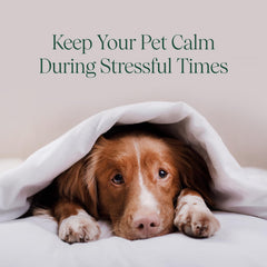 pawTree Chillax dog-owner giving chew emphasizes easy use for separation anxiety support.