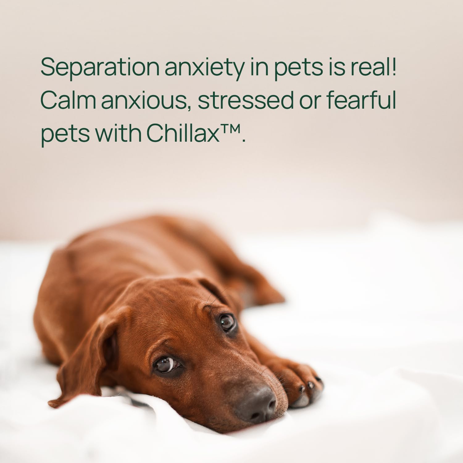 pawTree Chillax made-in-usa label showcases vet-developed formula trusted by pet parents.