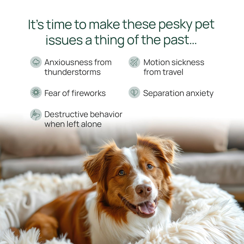 pawTree Chillax soft chews closeup highlighting soft texture ideal for daily calm.