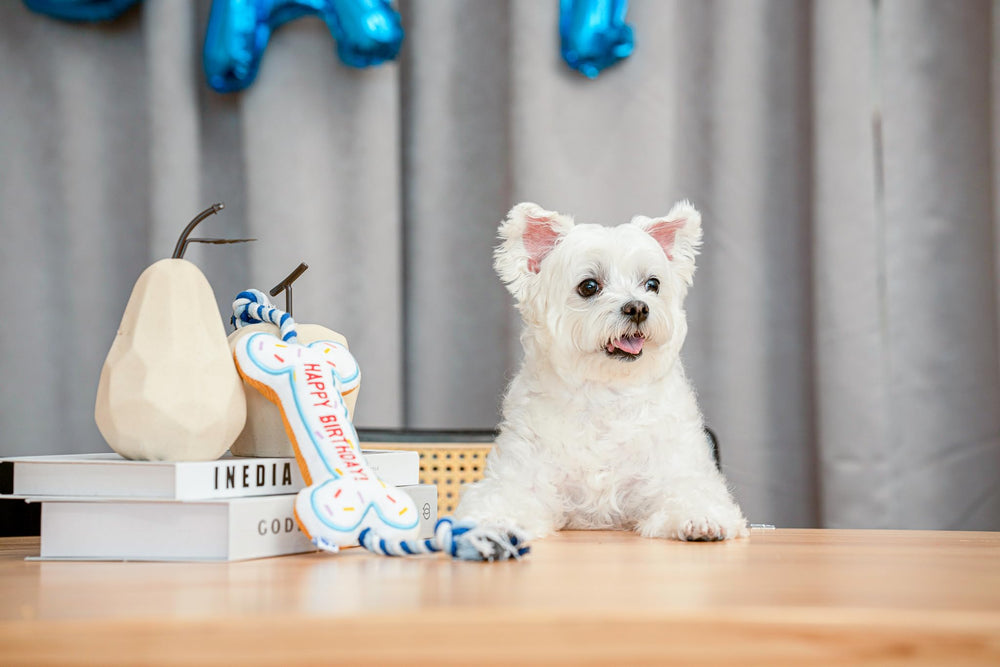 Pawty Birthday Bone toy machine-washable design for quick cleanup after adventures