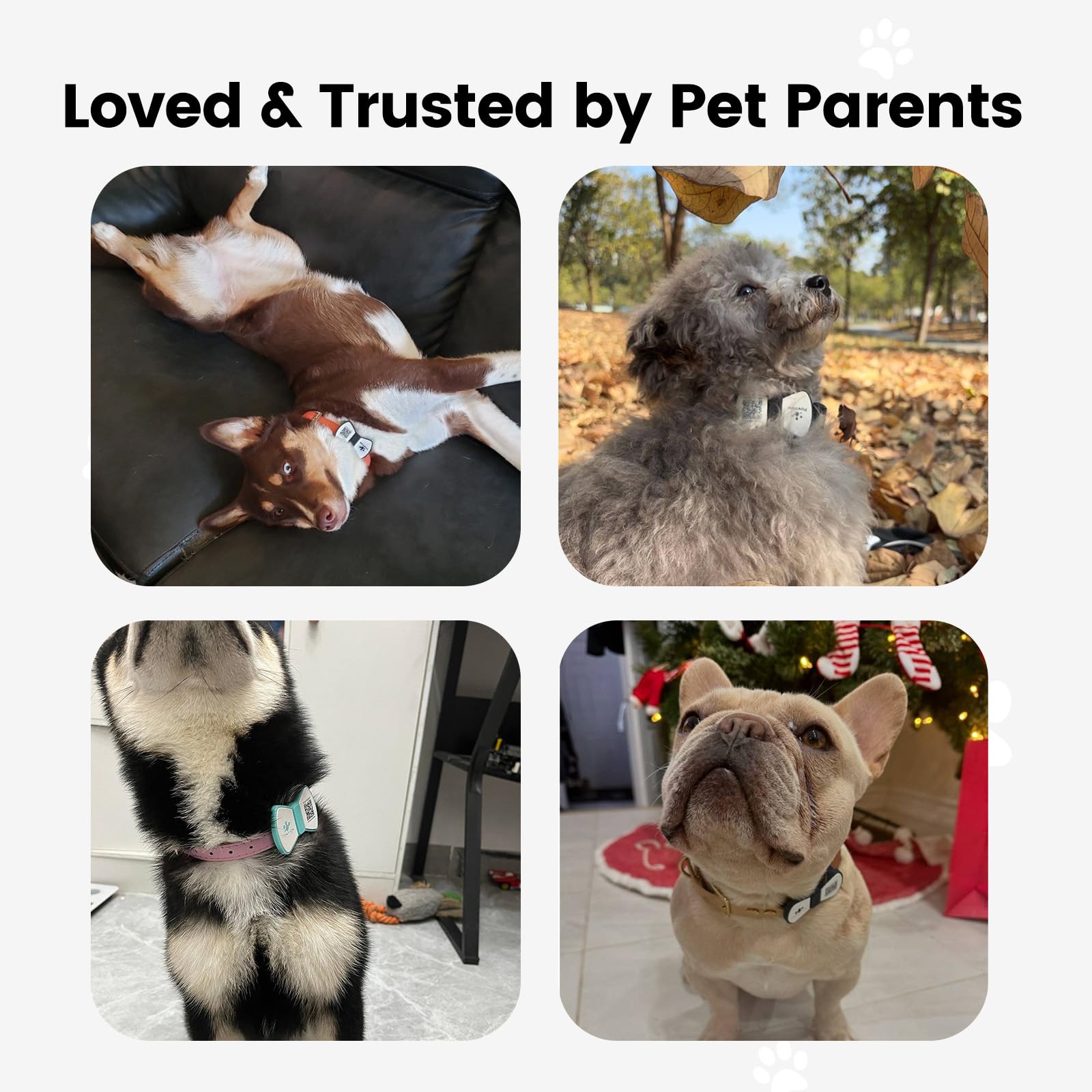 PawView durable silicone tag designed for comfortable, long-lasting use
