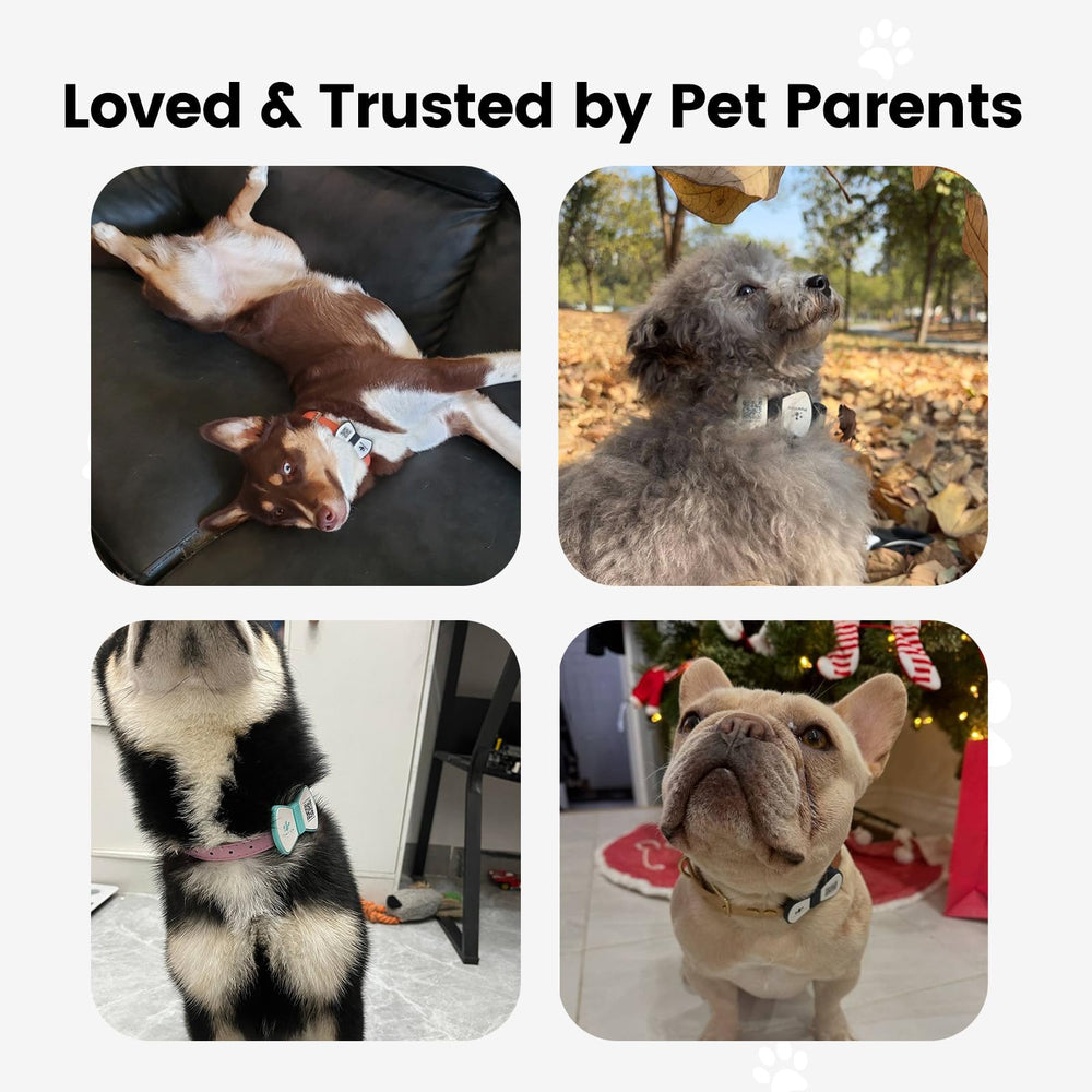 PawView durable silicone tag designed for comfortable, long-lasting use