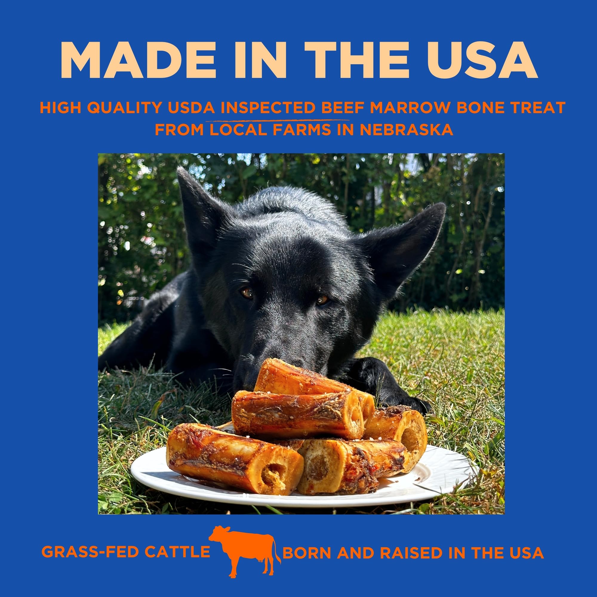 PAWW CHEW dog chewing on bone demonstrates engagement and dental-hygiene potential